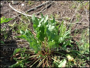 Small Plant