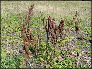 Senescent Plant and Seed