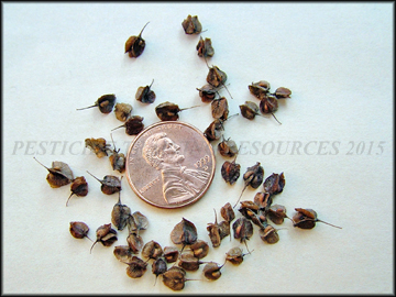 Seed