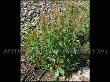 Mature Plant
