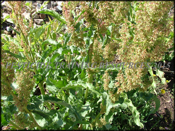 Foliage