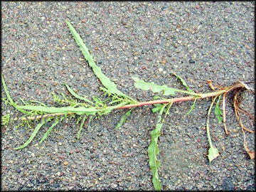 Stem and Foliage