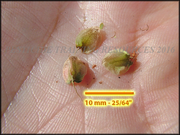 Achenes