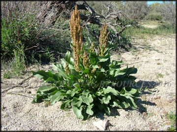 Flowering Plant