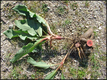 Plant and Tubers