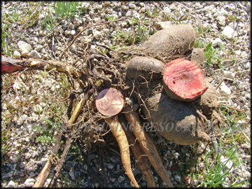 Tubers