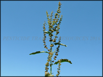Inflorescence