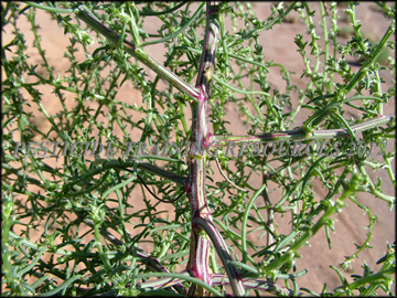 Foliage, Stem