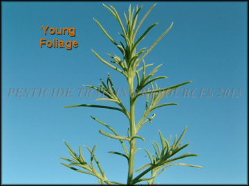 Young Foliage