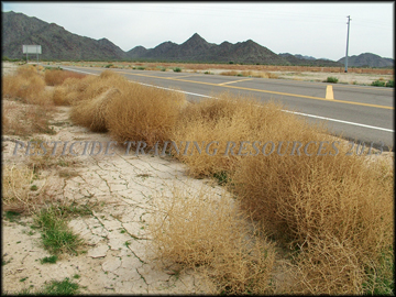 Dried Plants