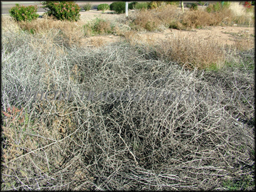 Dried Stems