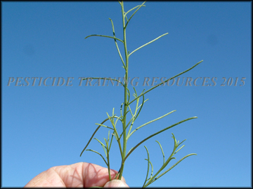 Young Foliage
