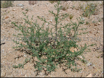 Young Plant