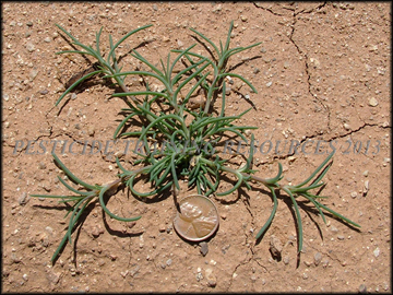 Young Plant