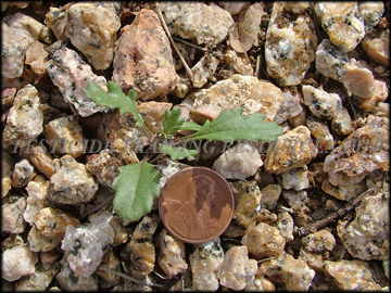 Seedling