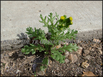 Plant
