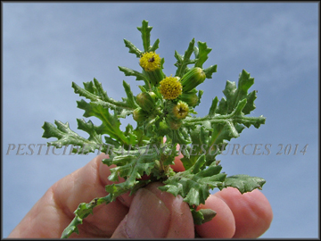 Floweres and Foliage