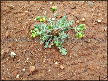 Small Plant