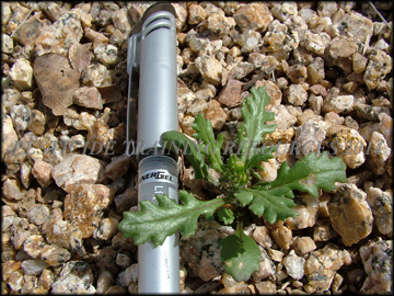 Small Plant