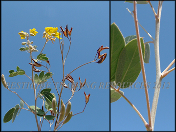 Foliage and stem