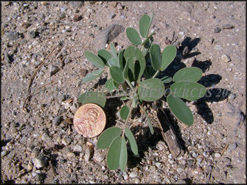 Small Plant