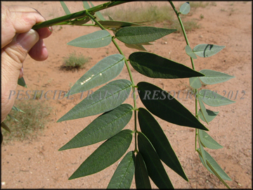 Foliage Top