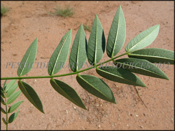 Foliage bottom