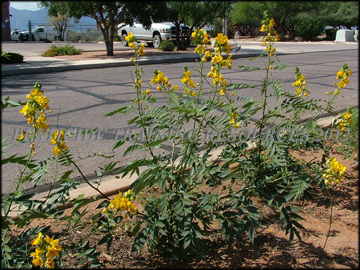 Plants