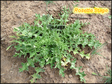 Mature Plants