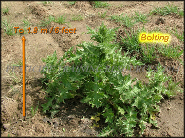 Mature Plants