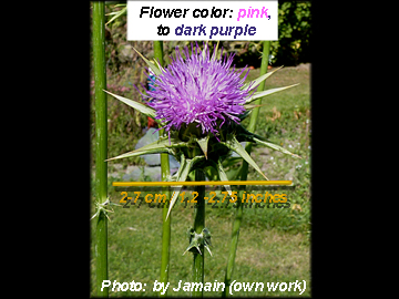 Young Plant