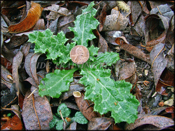Involucre