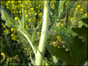 stem