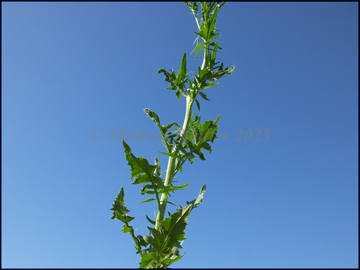foliage