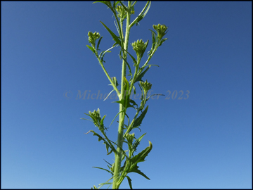 stem, foliage