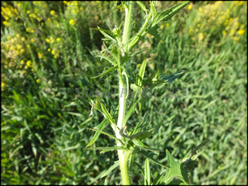foliage
