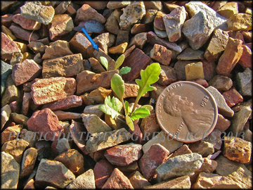 Seedlings