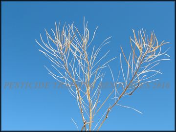 Dry Inflorescence
