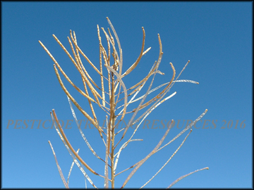 Dry Siliques
