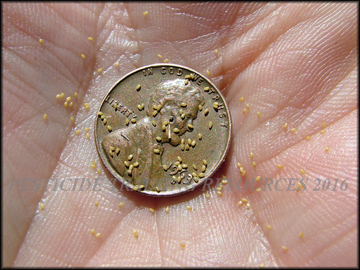 Seed
