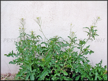 Inflorescence