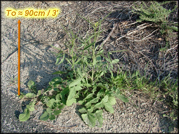 Plants