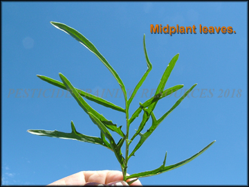 Foliage