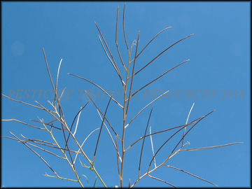Mature fruit
