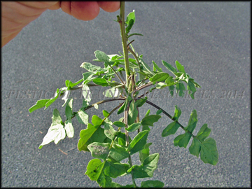 Small Plant