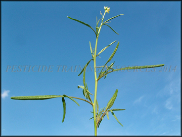Upper Plant