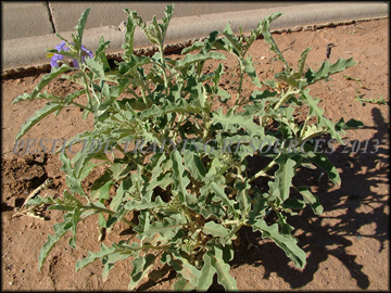 Plant