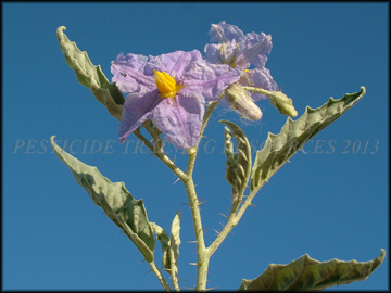 Flower, Stem