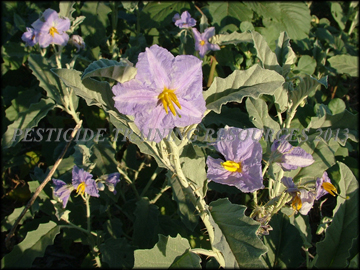 Flowers, Foliage
