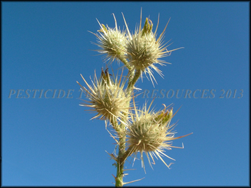 Fruit